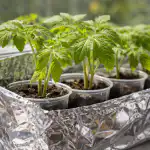 Blyškių pomidorų daigų išgelbėjimas nuo pavasario karščių paprastu būdu blyskiu-pomidoru-daigu-isgelbejimas-nuo-pavasario-karsciu-paprastu-budu.png