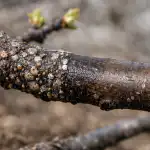 Kaip užtikrinti, kad ankstyvą pavasarį medžiai būtų išvalyti nuo žvynuotų vabzdžių kaip-uztikrinti-kad-ankstyva-pavasari-medziai-butu-isvalyti-nuo-zvynuotu.png