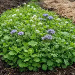 Kodėl patyrę sodininkai šią žolę sėja pavasarį prieš sodinimo sezoną? kodel-patyre-sodininkai-sia-zole-seja-pavasari-pries-sodinimo-sezona.png