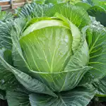 slaptas-sodinimo-budas-didziulems-kopustu-galvoms-vasarnamyje.png